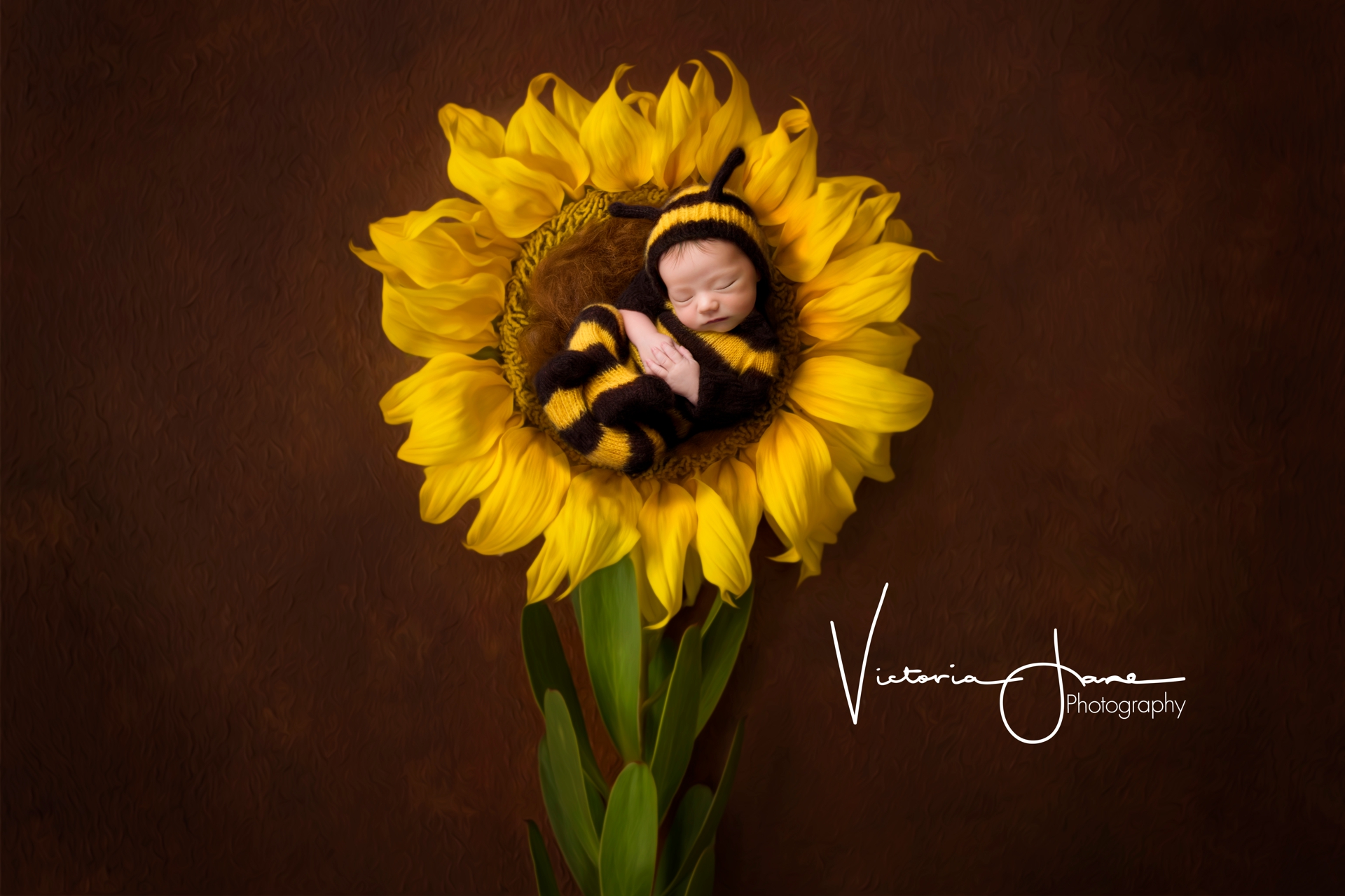 Baby bee sale photography